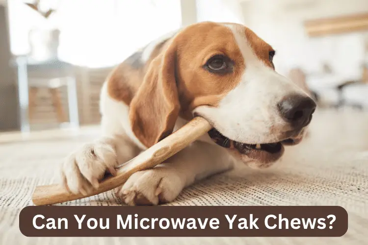 Can You Microwave Yak Chews