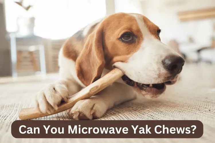 Can You Microwave Yak Chews? (Solved)