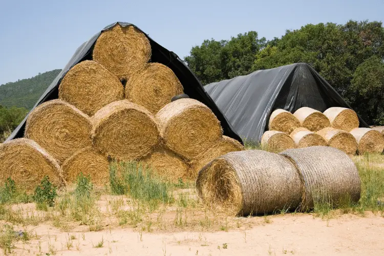 Are wheat straw plates gluten free