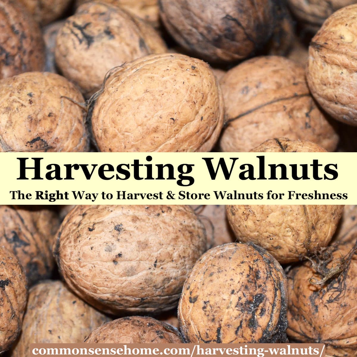 Nuts About Freshness Do Walnuts Go Bad?